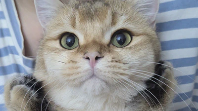 Super Fluffy Fafa! featured image